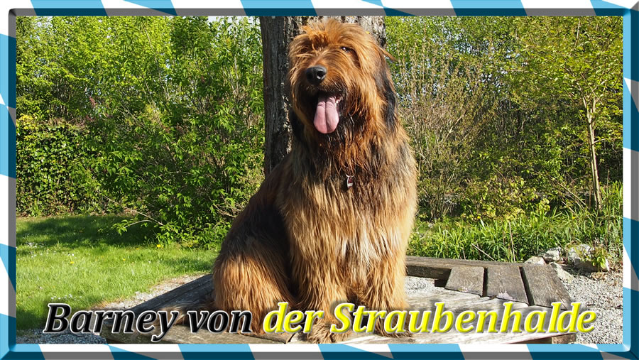 Wäller von der Straubenhalde